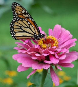 Monarch_Butterfly_Pink_Zinnia_1800px